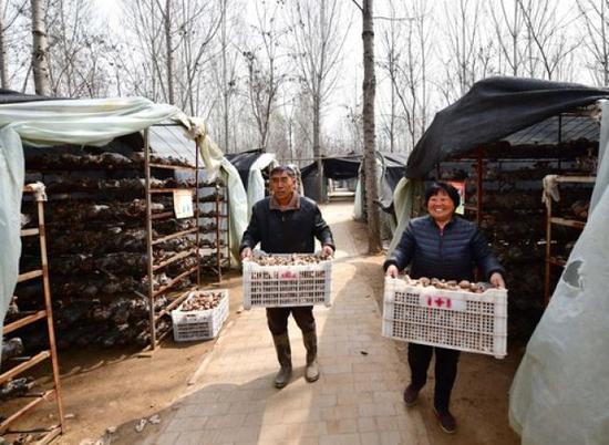 3月24日，村民在河南省民权县程庄镇林下食用菌大棚基地里忙碌。