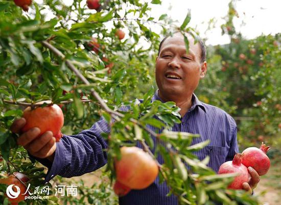 红红的石榴挂满枝头 谢建祥 崔发文供图