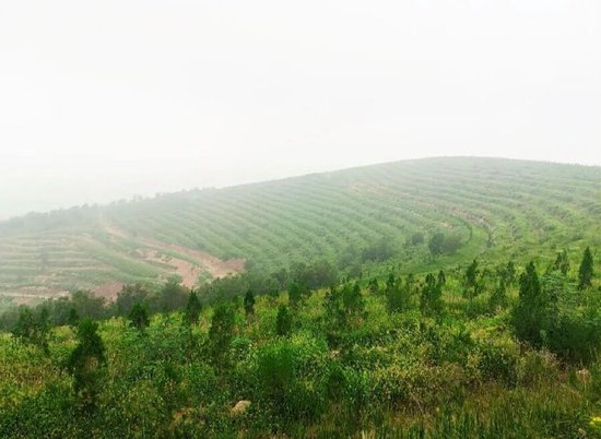 平顶山郏县黄道镇昔日矿山“伤疤”化作生态画卷。