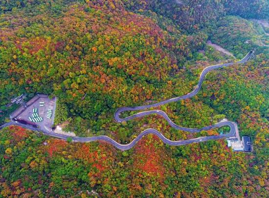 云台山万亩红叶疯长！全盛到来！