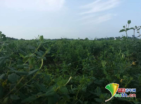 金银花种植基地。王文坛 摄