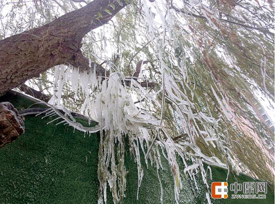 枝頭懸冰掛 路面結冰帶