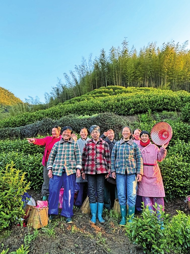 8位来自河南的采茶阿姨