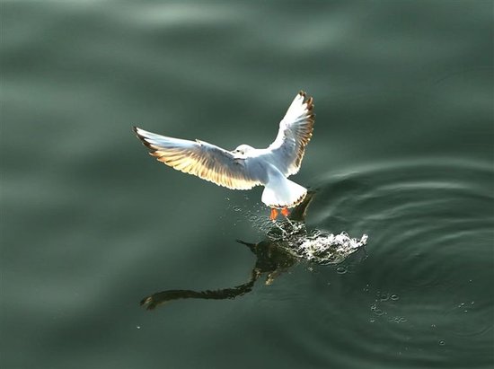随着生态环境越来越好，淅川县成为许多鸟类的家。丹江湿地鸟类记录已从初期的100余种增至410种。本报资料图片