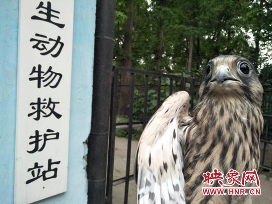被救的红隼幼鸟