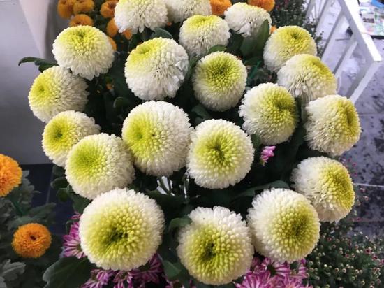 中国开封第36届菊花文化节主会场清明上河园赏花攻略抢先看!