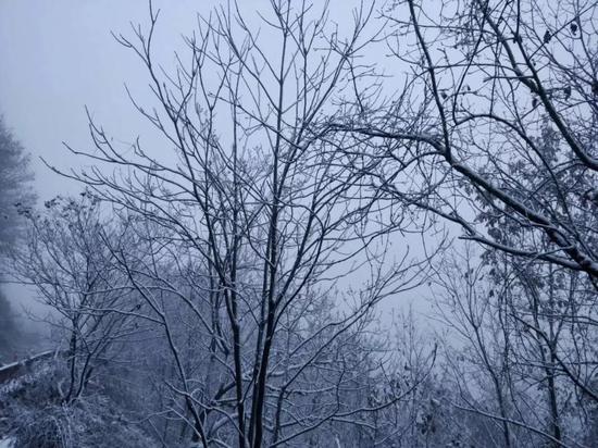 有一种冷魅,白云山的林海雪原 --洛阳白云山的