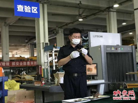 郑州海关查获6株非法进境濒危多肉植物 其中3株无中文名 郑州海关查获6株非法进境濒危多肉植物 其中3株无中文名