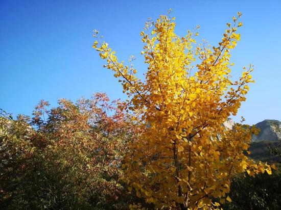 云台山万亩红叶疯长！全盛到来！