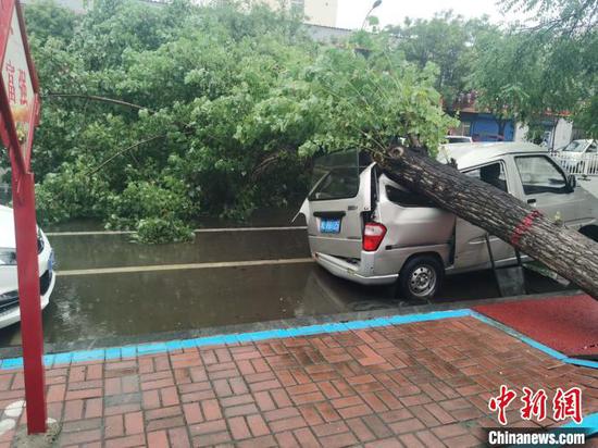  强降雨导致树木倒伏砸到私家车。漯河市城市管理局供图