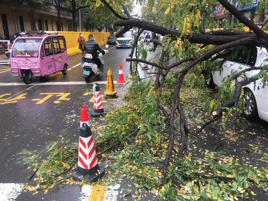 郑州街头树倒车被砸 是下雨惹的祸?雨说:这锅不背!