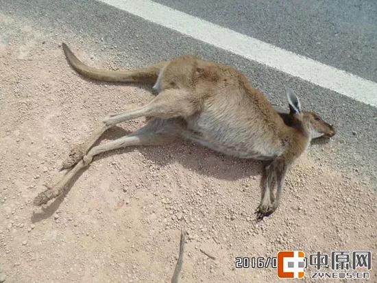  被汽車撞死的袋鼠