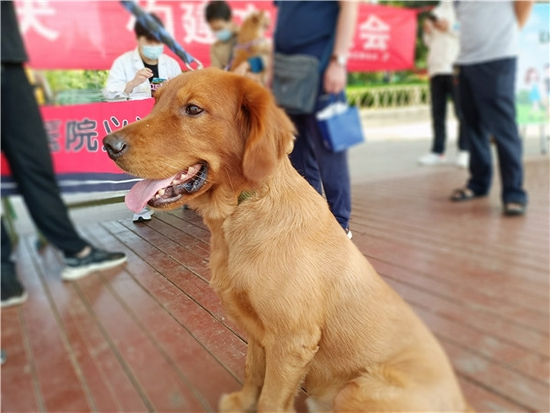 汛情疫情之后出现犬只遗弃现象 郑州倡导文明养犬开展义诊活动