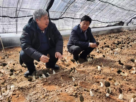 专家组成员实时查看食用菌生长情况