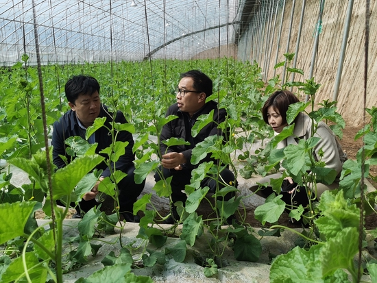 专家组成员到蔬菜大棚查看苗情