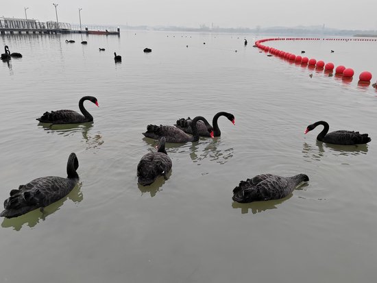 十四只黑天鹅来郑州北龙湖“过年”