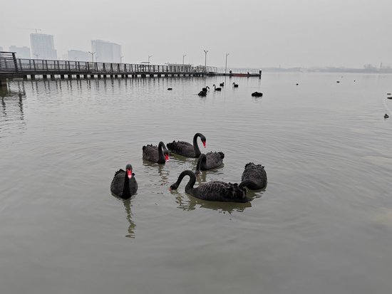 十四只黑天鹅来郑州北龙湖“过年”