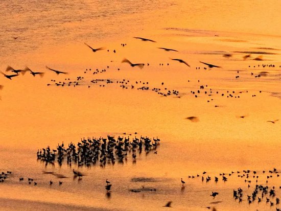 1月11日，夕阳下的兰考县黄河湿地雁群翱翔，尤为壮观。邵金忠/摄