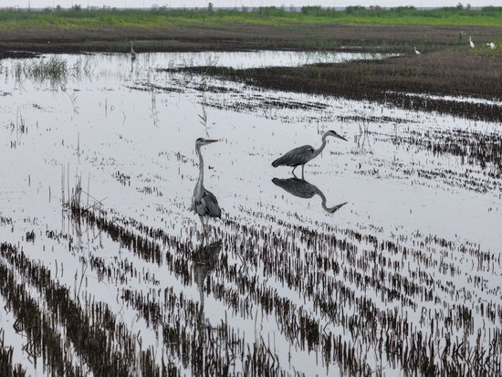 长垣黄河湿地内的鹭鸟。王相川/摄