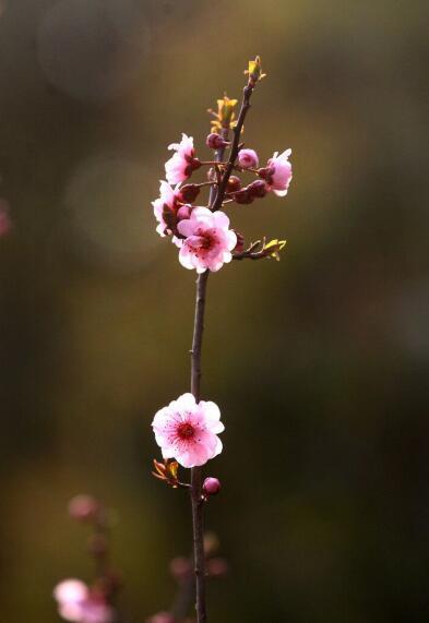 《氣候季節劃分》對不同季節起始