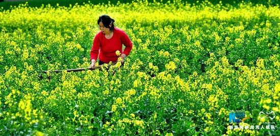 在新安县磁涧镇中皇村一位村妇正在油菜花地里除草。新华网发（高山岳摄 ）