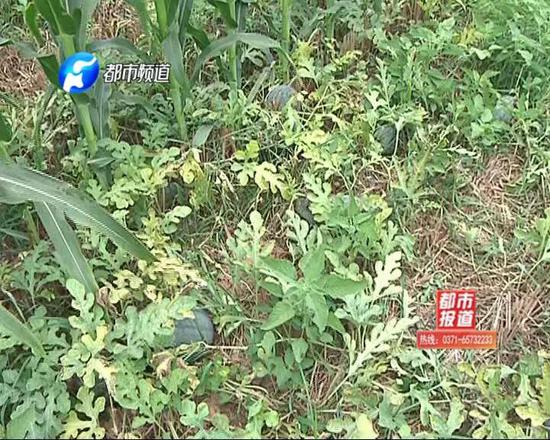 18畝地的西瓜
