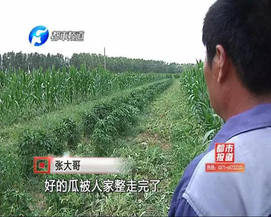 這18畝西瓜地