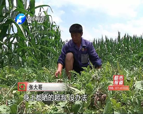 在張大哥的精心培育下