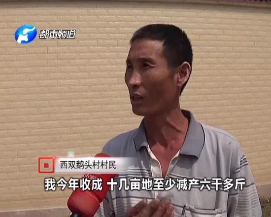 村民們說，這款種子他們并不是第一次使用，在去年的時候就已經用過了。