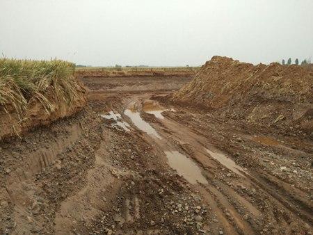 汝州:村民40余亩麦田遭盗采者连夜铲平 政府立