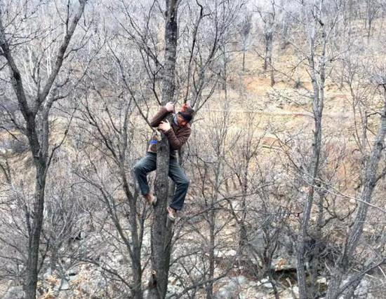 少林寺小伙飞檐走树20米 树梢摘巨型马蜂窝送