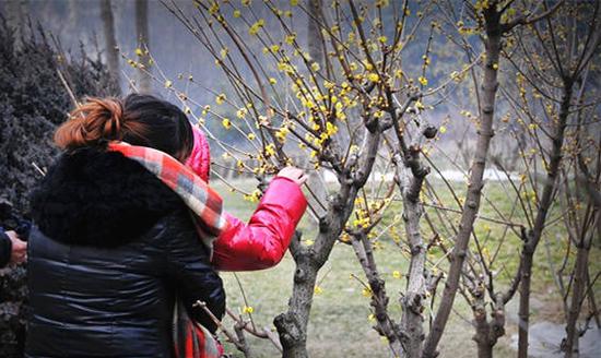 郑州这些免费景点绽放成一片黄色花海