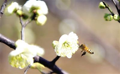 春天到了要赏梅 郑大梅园千余株梅花等你来