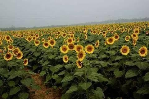 2017郑州最新景区门票大全在此 够用一整年
