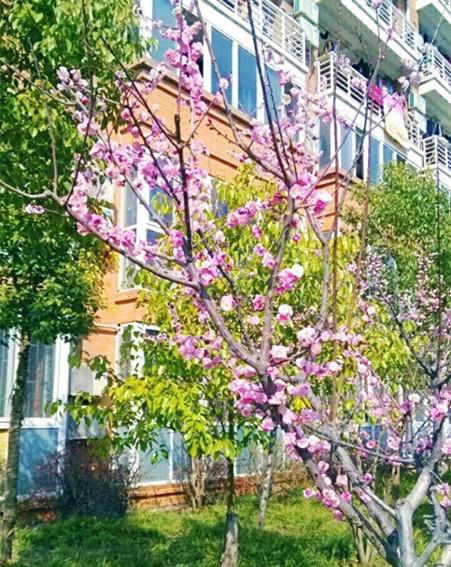 郑州师范_副本.jpg