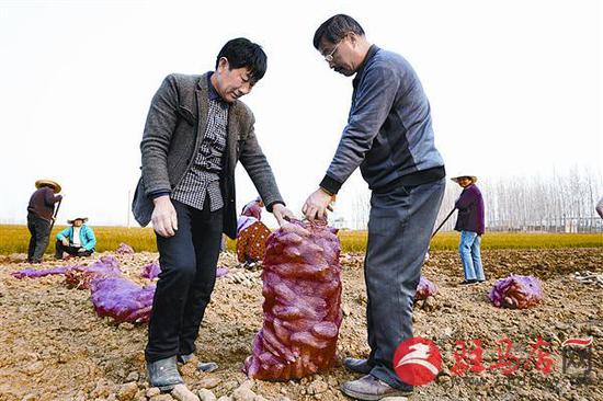 挑选红薯种