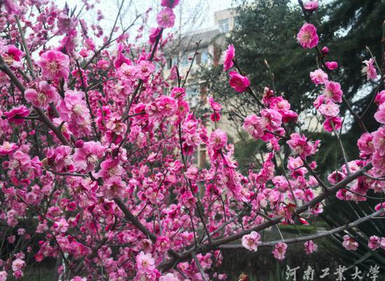 河南工业大学1.jpg