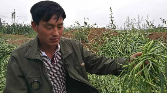 开封农民高息借款种20亩大蒜 蒜薹滞销无奈扔