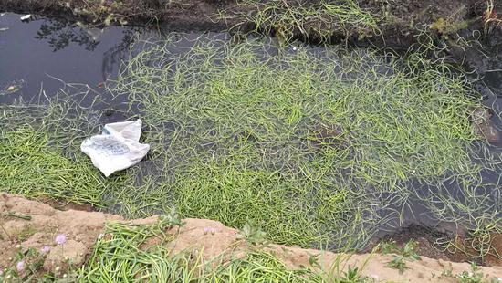 开封农民高息借款种20亩大蒜 蒜薹滞销无奈扔