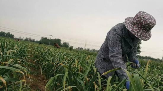 开封农民高息借款种20亩大蒜 蒜薹滞销无奈扔