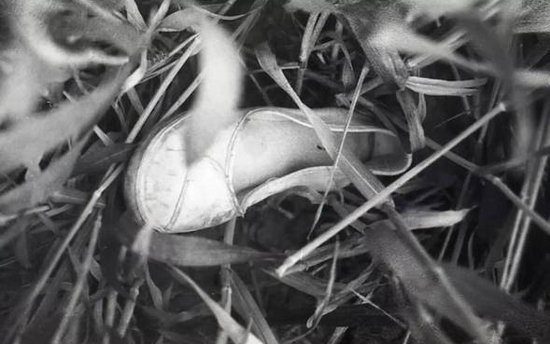 　　麥田里遺落的鞋子