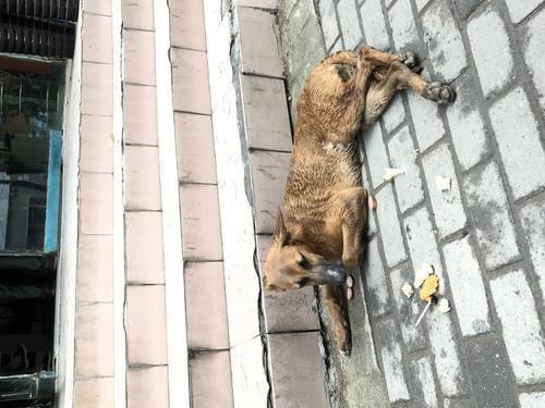 郑州流浪狗被车轧伤 好心人伸援手送医救治5