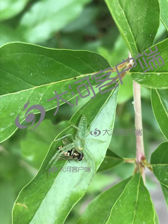 周口一网友发现透明蜘蛛生物专家 非常罕见 新浪河南 新浪网