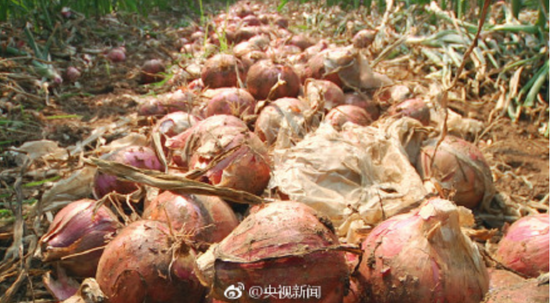 日前，河南汝州纸坊镇洋葱大丰收，产量约1.1亿斤，可销路却成了“难题”。