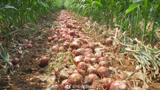 一旦洋蔥滯銷爛在地里,將損失嚴重。