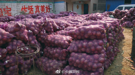 由于今年氣候原因,山東、山西等多地洋蔥集中上市,外地收購減少,致價格暴跌,1毛1斤的洋蔥無人問津。