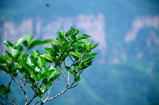 小微的山间美食寻味之旅
