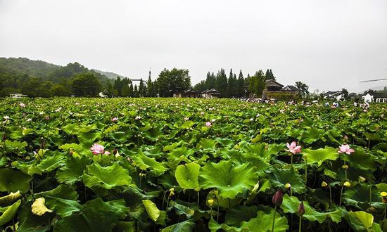 汝州市临汝镇东营村