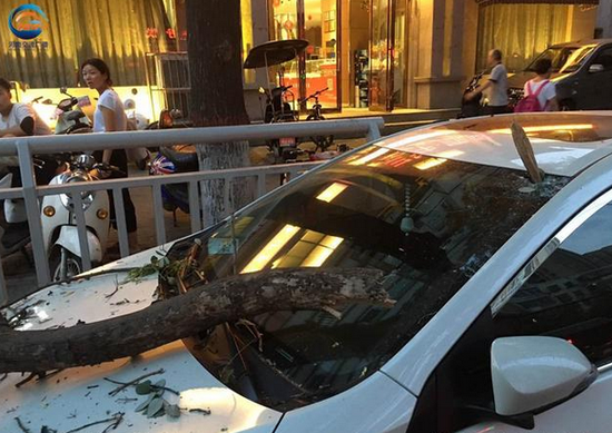 郑州两辆私家车意外被大树砸到 赔偿该找谁