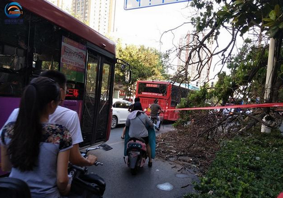 郑州两辆私家车意外被大树砸到 赔偿该找谁